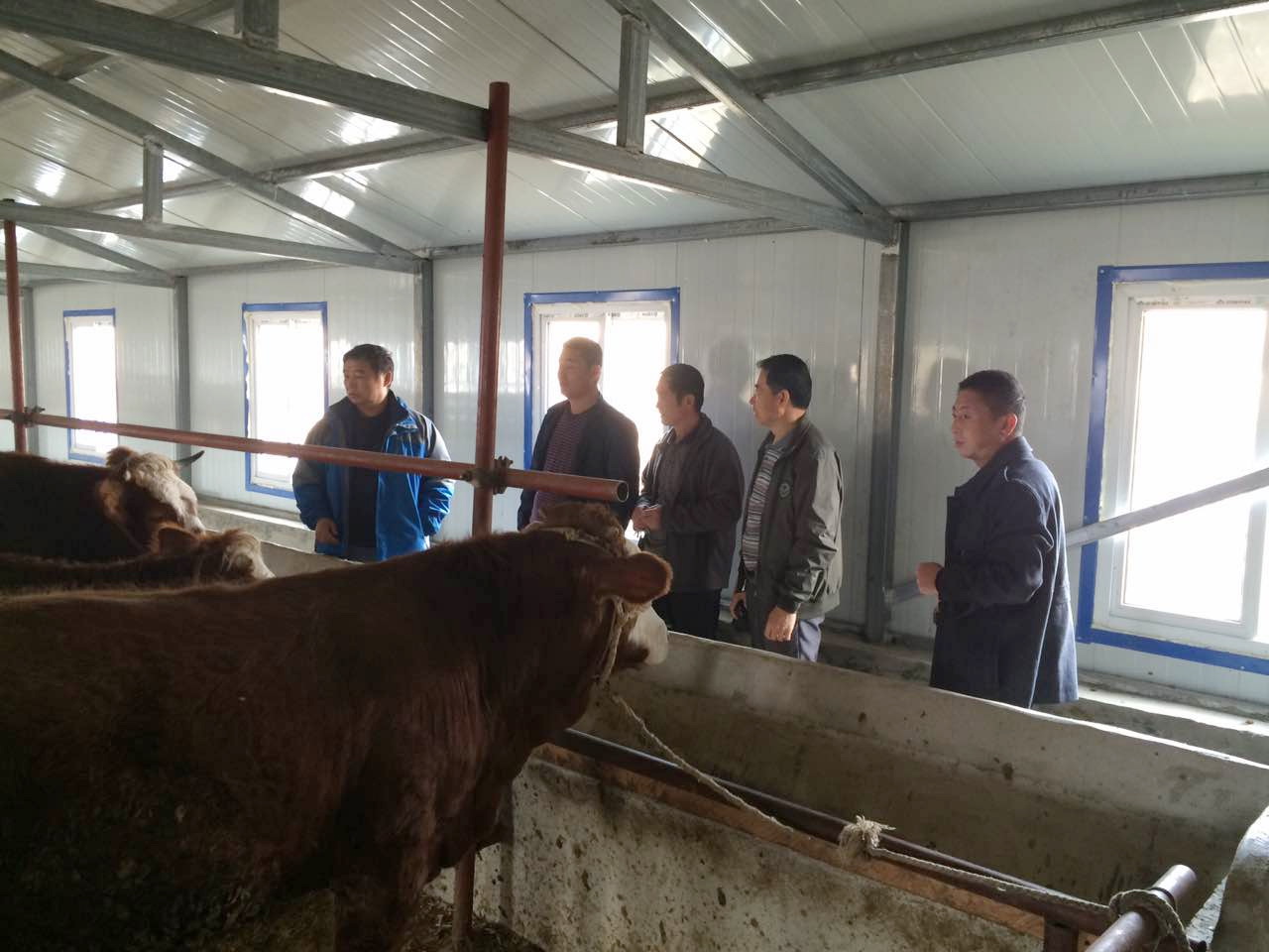 在我院和市安监局资助的索屯村黄牛养殖场进行实地踏查